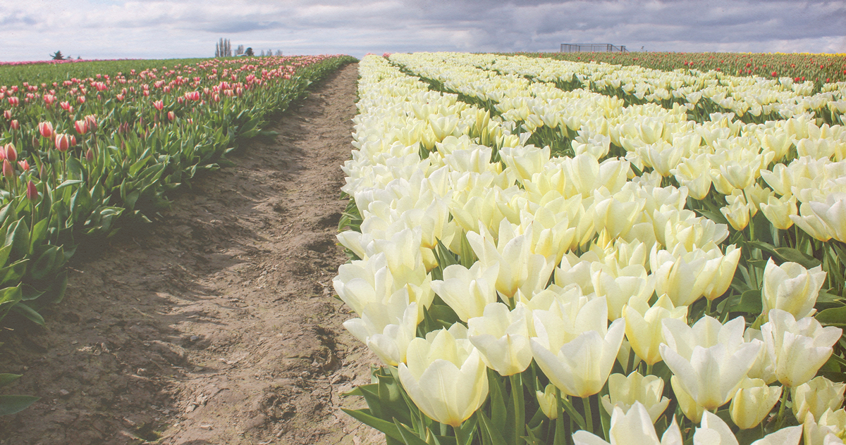 The tulip fields in Skagit Valley, Washington, rival those in the Netherlands.
